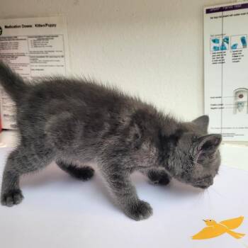Goose -  Domestic Short Hair Cat for Adoption in Belfair, Washington - Goose | PetCurious