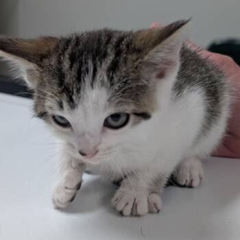 Betty -  Domestic Short Hair Cat for Adoption in Canton, Illinois - Betty | PetCurious