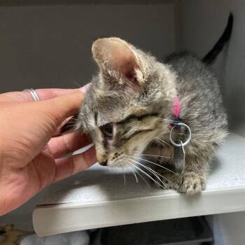 HENLEY -  Domestic Short Hair Cat for Adoption in Aurora, Colorado - HENLEY | PetCurious