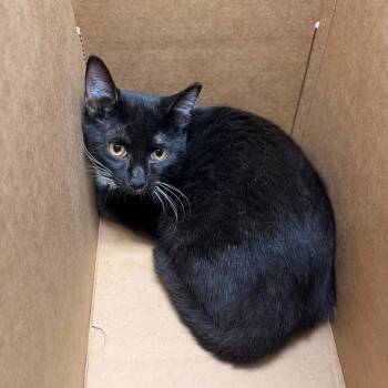 Gladys -  Domestic Short Hair Cat for Adoption in Indianapolis, Indiana - Gladys | PetCurious