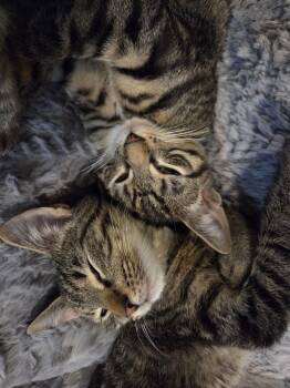 Domestic Short Hair and Tabby Cats Available for Adoption - Linux | PetCurious