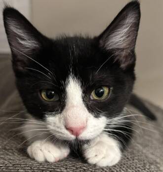 Zuzu -  Domestic Short Hair Cat for Adoption in San Tan Valley, Arizona - Zuzu | PetCurious