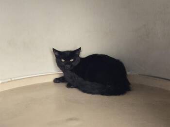 BINX JR -  Domestic Short Hair Cat for Adoption in Auburn, California - BINX JR | PetCurious