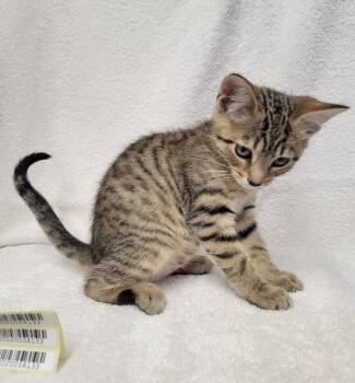 Kitten B -  Domestic Short Hair Cat for Adoption in Sunnyvale, Texas - Kitten B | PetCurious