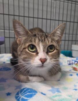 Ash -  Domestic Short Hair Cat for Adoption in Muskegon, Michigan - Ash | PetCurious