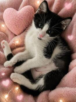 Domestic Short Hair Cats Available for Adoption in Tracy, California - Dallas | PetCurious