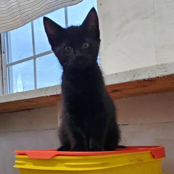 Winston -  Domestic Short Hair Cat for Adoption in Rochester, Minnesota - Winston | PetCurious