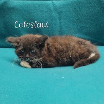 Coleslaw -  Domestic Long Hair Cat for Adoption in Parkersburg, West Virginia - Coleslaw | PetCurious