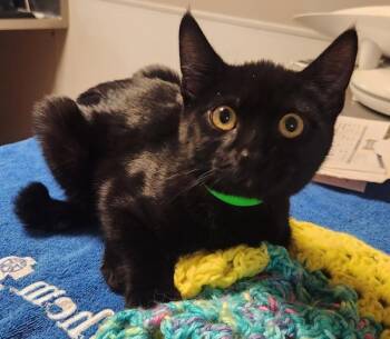 Fiddlesticks -  Domestic Short Hair Cat for Adoption in Oakland, California - Fiddlesticks | PetCurious