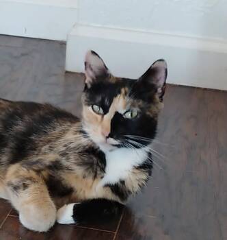 Rosemary -  Domestic Short Hair Cat for Adoption in Boone, Colorado - Rosemary | PetCurious