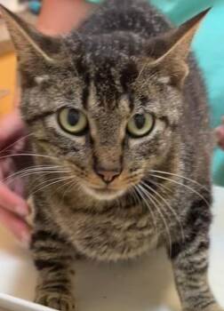 CHLOE -  Domestic Short Hair Cat for Adoption in Elizabethton, Tennessee - CHLOE | PetCurious