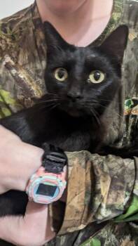 Domestic Short Hair Cats Available for Adoption in Wilmington Island, Georgia - Sirena | PetCurious