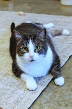 Domestic Short Hair Cats Available for Adoption in Urbana, Ohio - Galaxy | PetCurious