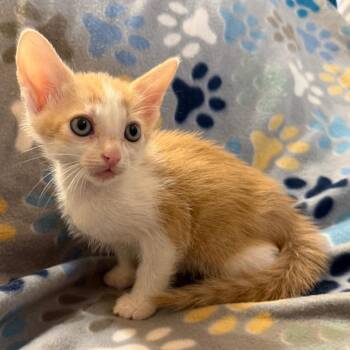 C3PO -  Domestic Short Hair Cat for Adoption in Lewisville, Texas - C3PO | PetCurious