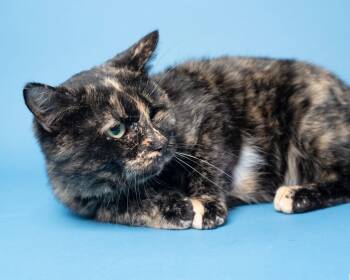 Rescue Domestic Short Hair Cats for Adoption in Boone, Iowa - Latte | PetCurious