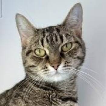 Indigo -  Domestic Short Hair Cat for Adoption in Ithaca, New York - Indigo | PetCurious