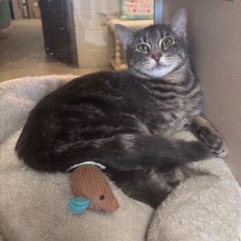 Lyle -  Domestic Short Hair Cat for Adoption in Marshalltown, Iowa - Lyle | PetCurious