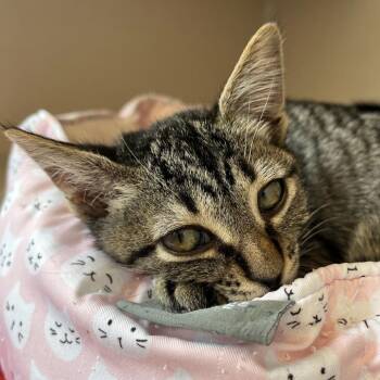 Domestic Short Hair Cats Available for Adoption in Redwood City, California - Gold | PetCurious