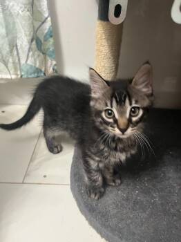 Jules -  Domestic Short Hair Cat for Adoption in Darien, Georgia - Jules | PetCurious