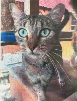 Rescue Tabby Cats for Adoption - Cookie | PetCurious