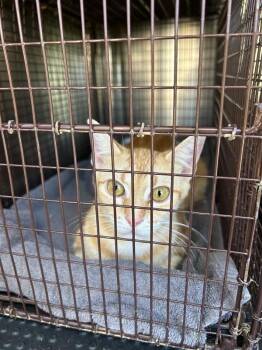 Birria -  Domestic Short Hair Cat for Adoption in Austin, Texas - Birria | PetCurious