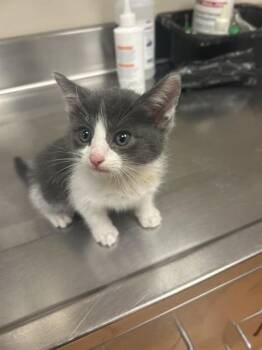 A1053454 -  Domestic Short Hair Cat for Adoption in Martinez, California - A1053454 | PetCurious