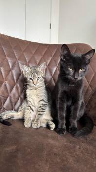 Osborne and Bear -  American Shorthair Cat for Adoption in New York, New York - Osborne And Bear | PetCurious