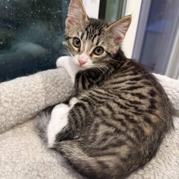 Rosie -  Tabby Cat for Adoption in Sacramento, California - Rosie | PetCurious
