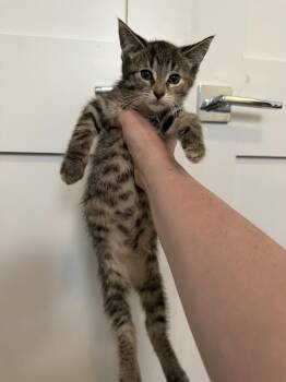 Bell -  Domestic Short Hair Cat for Adoption in Chicago, Illinois - Bell | PetCurious