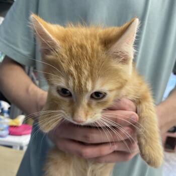 Summer -  Domestic Short Hair Cat for Adoption in Summerlee, West Virginia - Summer | PetCurious