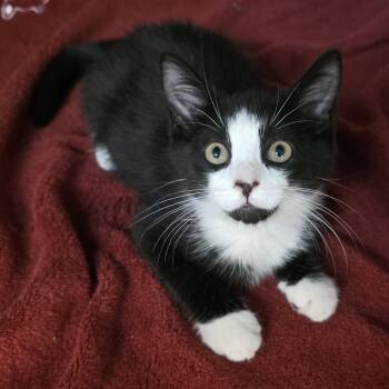 Dill -  Tuxedo and Domestic Short Hair Cat for Adoption in Greensboro, North Carolina - Dill | PetCurious