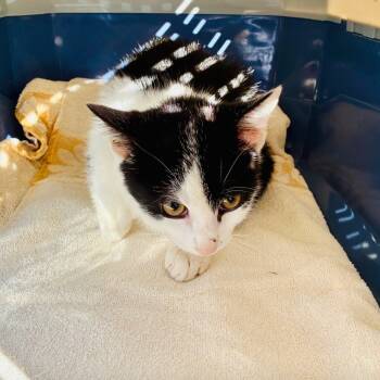 Rescue Domestic Medium Hair Cats for Adoption in Chattanooga, Tennessee - Vex | PetCurious