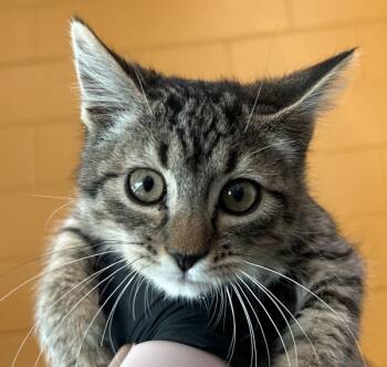 Rescue Domestic Short Hair Cats for Adoption in Golden, Colorado - Alfredo | PetCurious