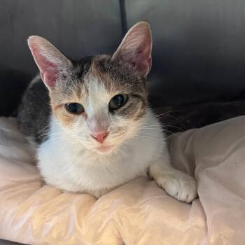 Chihiro -  Domestic Short Hair Cat for Adoption in South Haven, Michigan - Chihiro | PetCurious