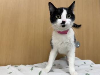 Domestic Short Hair Cats Available for Adoption - REINA | PetCurious