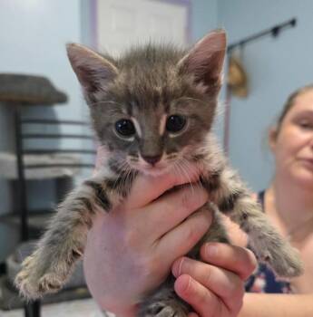 Wobble -  Domestic Short Hair Cat for Adoption in Buford, Georgia - Wobble | PetCurious