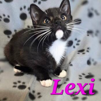 Lexi -  Domestic Short Hair Cat for Adoption in NEW PT RICHEY, Florida - Lexi | PetCurious