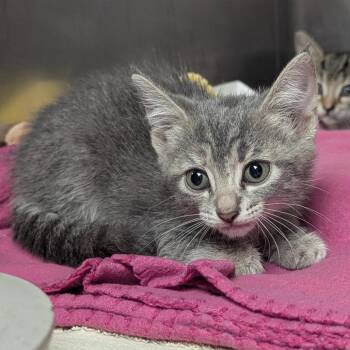 Licorice -  Domestic Short Hair Cat for Adoption in Evansville, Indiana - Licorice | PetCurious