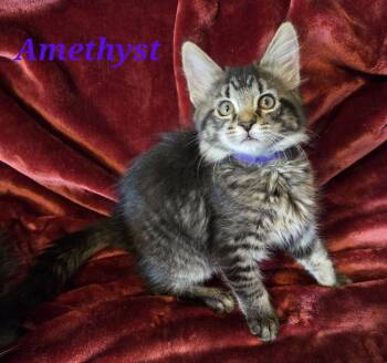 Rescue Domestic Medium Hair Cats for Adoption in Vine Grove, Kentucky - Amethyst | PetCurious