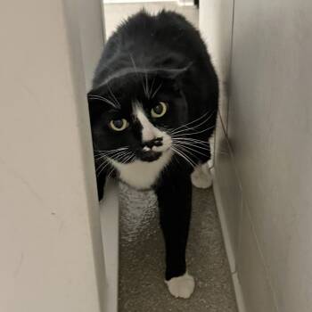 Rescue Domestic Short Hair Cats for Adoption in Hailey, Idaho - Cain | PetCurious