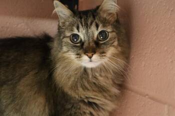 ANA -  Domestic Short Hair Cat Available for Adoption in Columbia, South Carolina - ANA | PetCurious