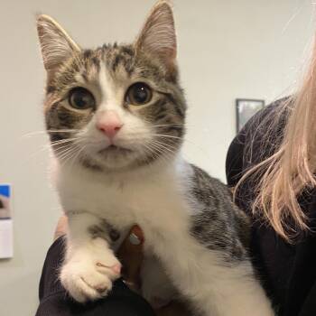 Domestic Short Hair Cats Available for Adoption in Buffalo, New York - Iris | PetCurious