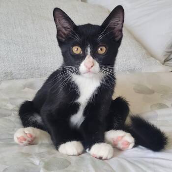 Mars (js) -  Domestic Short Hair Cat for Adoption in Los Angeles, California - Mars (js) | PetCurious