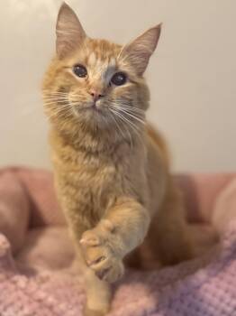 Vixen -  Domestic Medium Hair Cat for Adoption in Fertile, Minnesota - Vixen | PetCurious