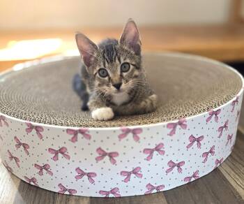 Firecracker -  Tabby Cat for Adoption in Bentonville, Arkansas - Firecracker | PetCurious
