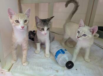 Reuben, Ashlyn and Kimia -  Domestic Medium Hair Cat for Adoption in Golden Valley, Arizona - Reuben, Ashlyn And Kimia | PetCurious