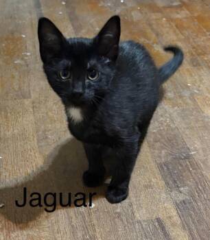 Domestic Short Hair Cats Available for Adoption in Buffalo, Missouri - Jaguar | PetCurious