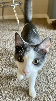 Rescue Domestic Short Hair Cats for Adoption in Tampa, Florida - Chi | PetCurious