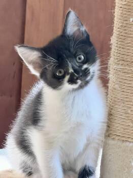 Domestic Short Hair Cats Available for Adoption in Silver Spring, Maryland - Matilda | PetCurious