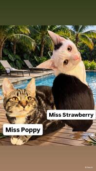 Miss Poppy    Miss Strawberry  Martinez PFE 8/22 -  Domestic Short Hair Cat for Adoption in Walnut Creek, California - Miss Poppy    Miss Strawberry  Martinez PFE 8/22 | PetCurious